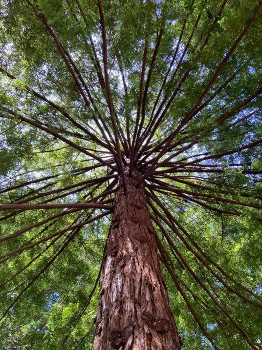 ~* The Spectacular Spyglass Treehouse *~ Occidental Exterior photo